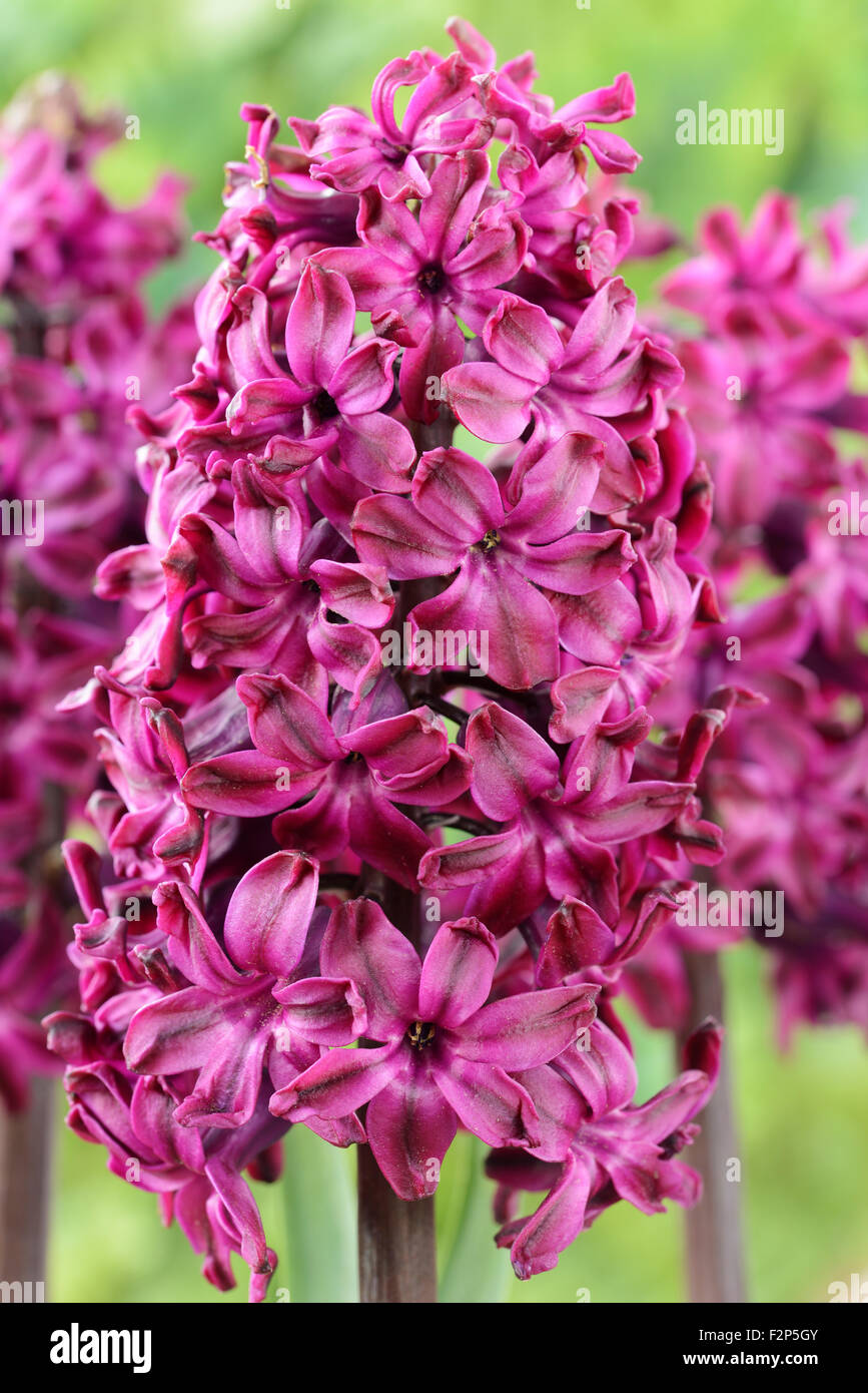 Hyacinthus orientalis 'Woodstock' Abril Jacinto Foto de stock