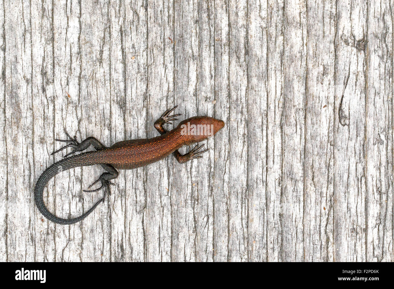 Juvenil, lagarto Zootoca vivipara ovíparos, envuelto en la duckboard en Finlandia Foto de stock