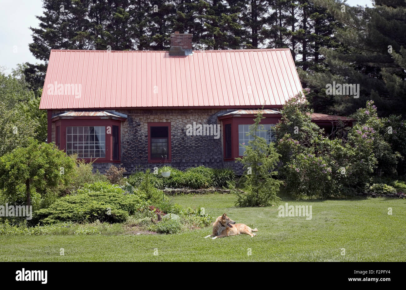 Marinero el perro por la parte delantera de la casa en los montes de Triano Stannard, Vermont Foto de stock