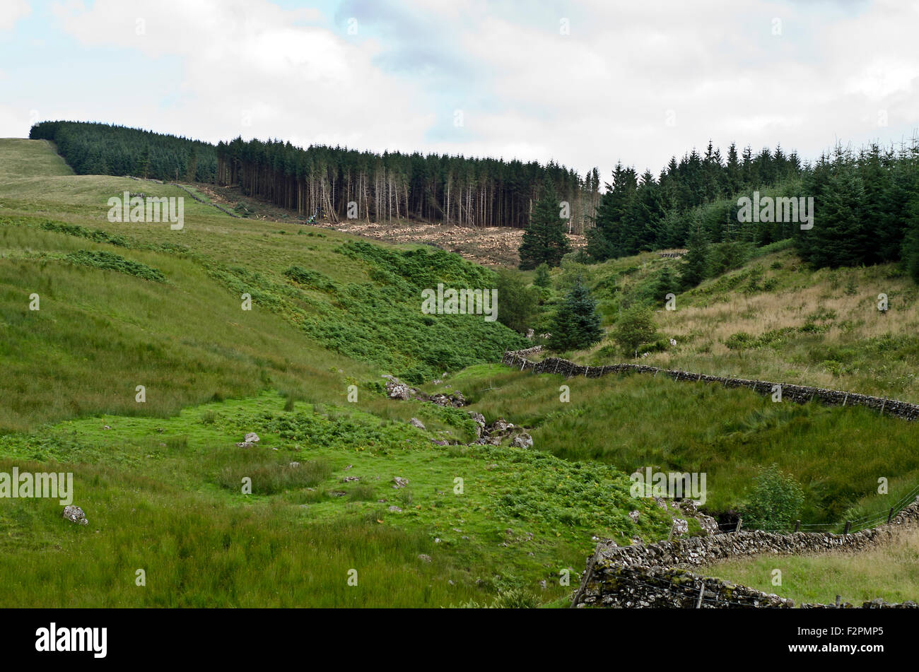 Bosque ,Sur forma de montaña ,Escocia Foto de stock