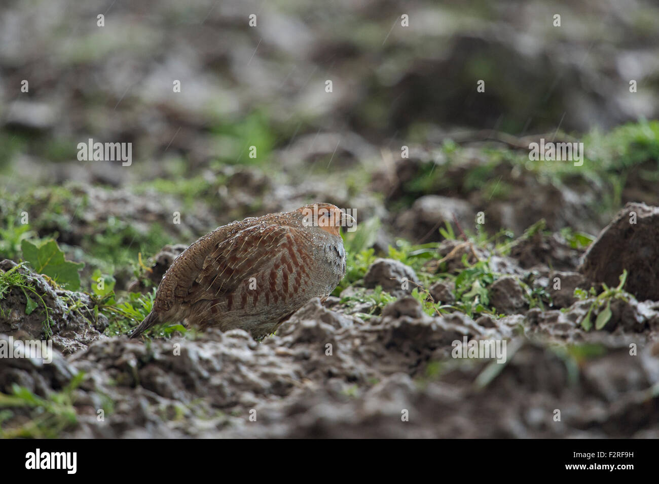 La perdiz / Rebhuhn ( Perdix perdix ) se asienta en Heavy Rain en un campo, las gotas de lluvia sobre su plumaje. Foto de stock