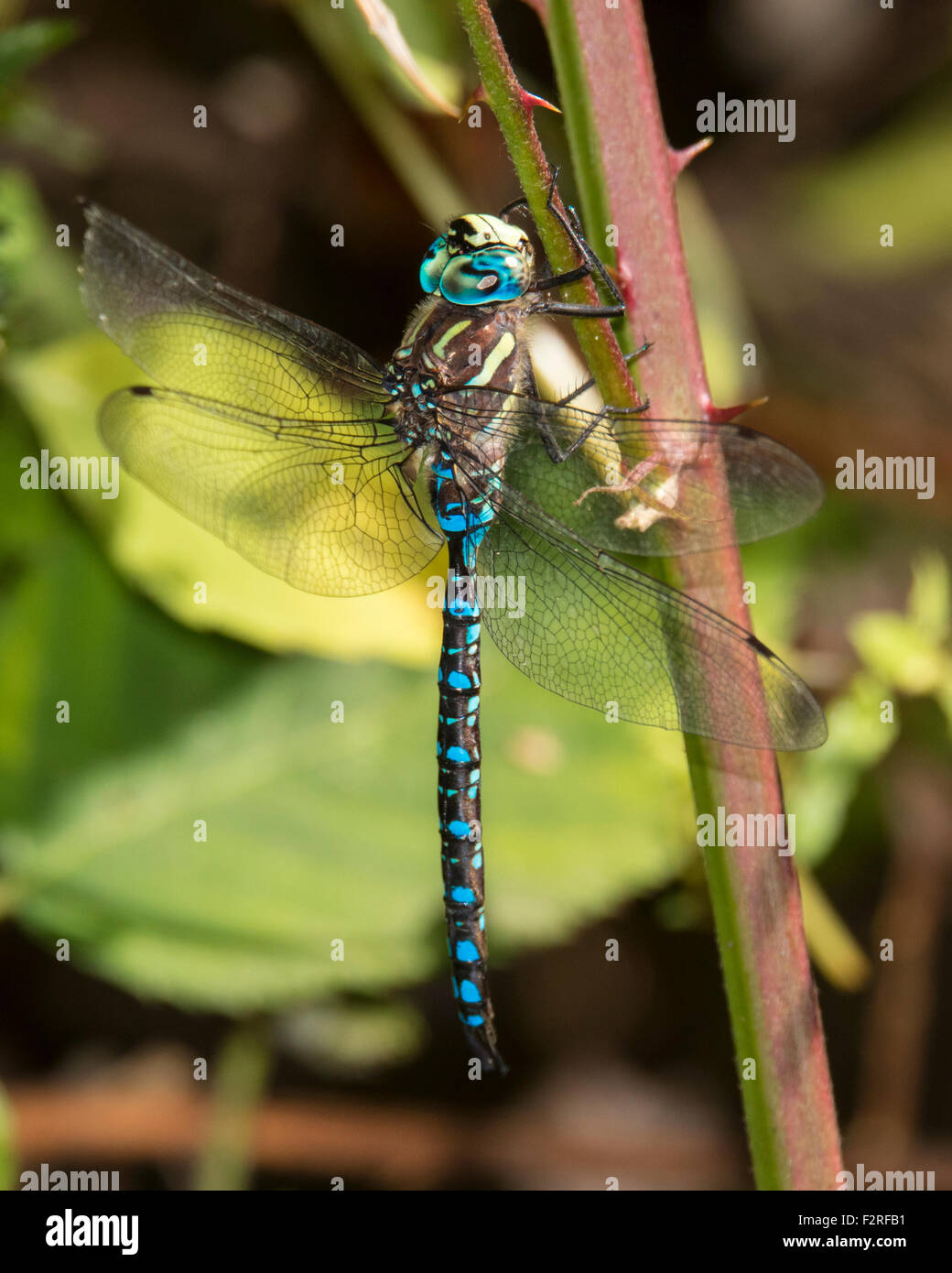 Blue-eyed Darner (dragonfly) encaramado en una planta de tallo. Foto de stock