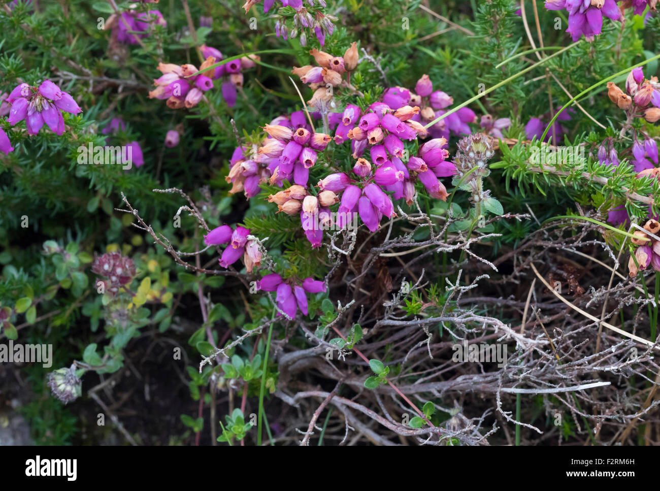 Heather Bell floración en agosto cerca de Allihies, Beara, Condado de Cork, Irlanda Foto de stock