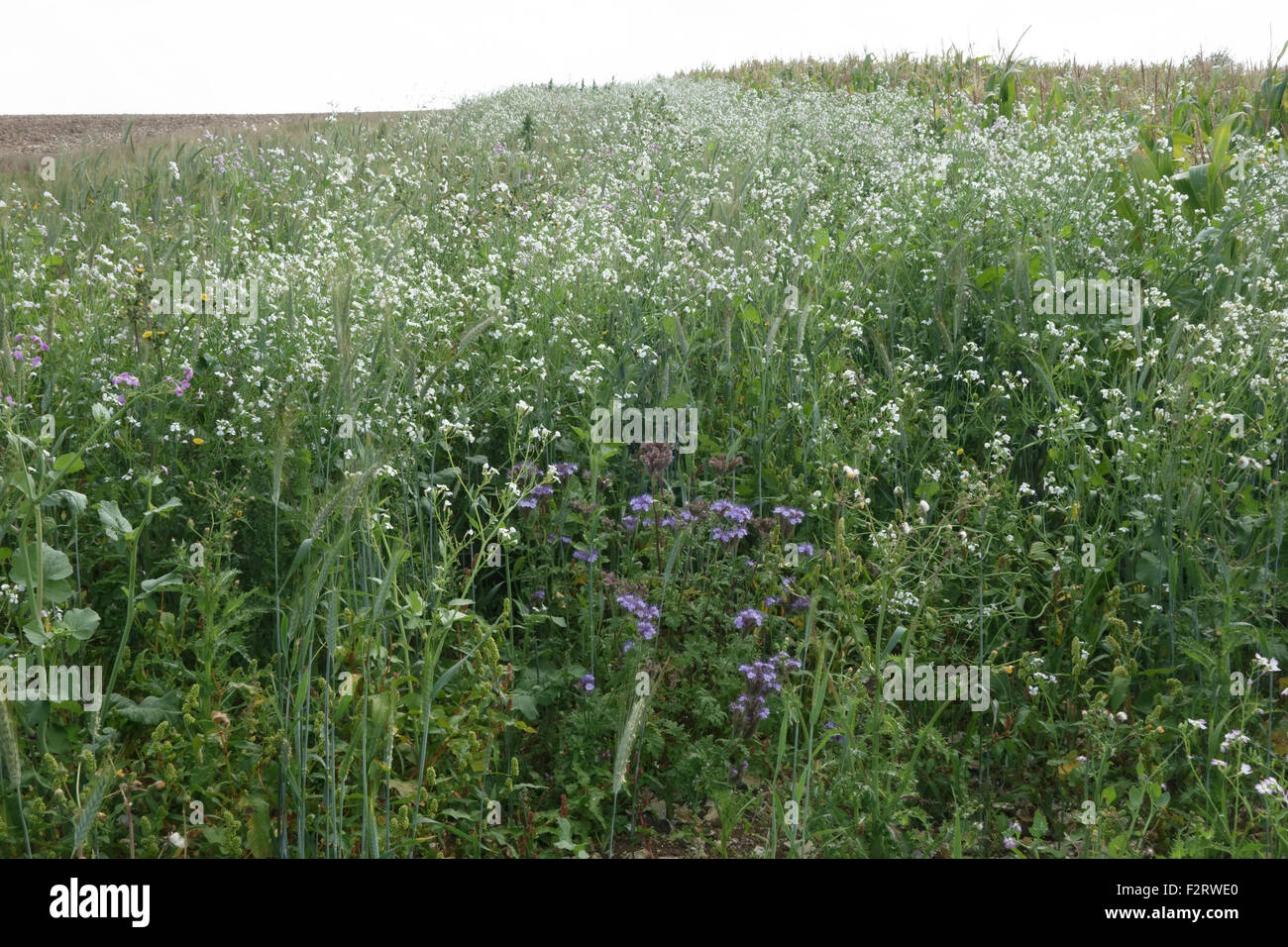 El Wildflower margen con plantas con flores para atraer insectos y fauna junto a cultivos agrícolas, Berkshire, Septiembre Foto de stock