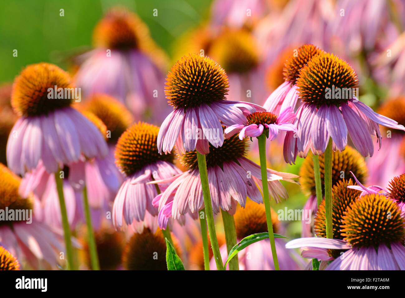 Coneflower púrpura (Echinacea purpurea) Foto de stock