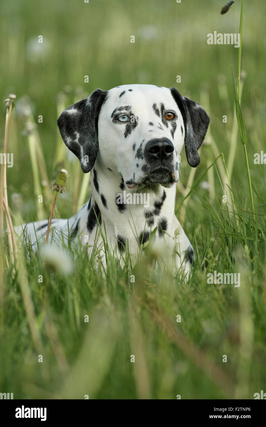 Dálmata con un ojo azul, en un prado, retrato, ojos de color diferente, heterocromía iridum, Alemania Foto de stock