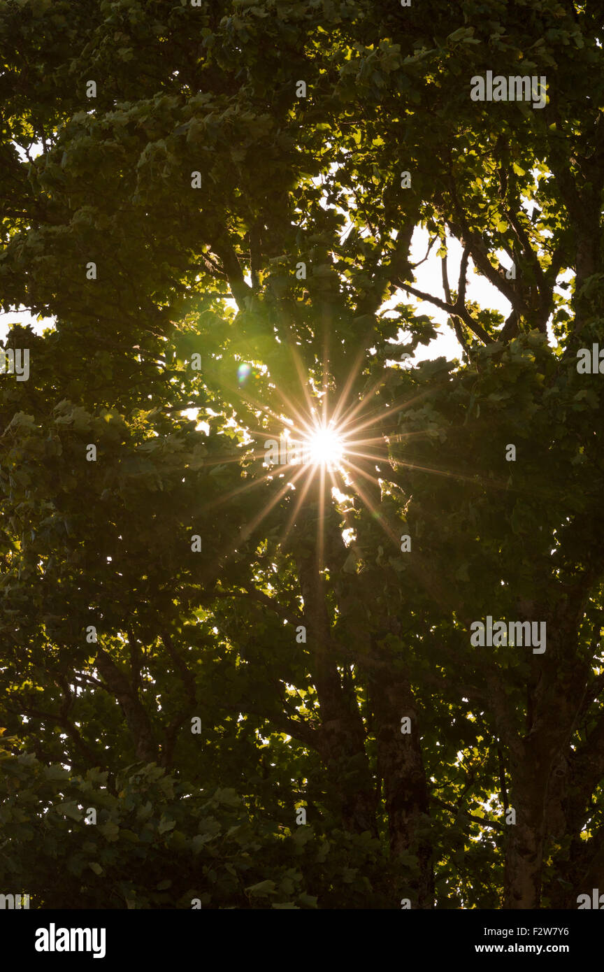 Sunburst/rayos de sol a través de un exuberante y verde el dosel de árboles Foto de stock