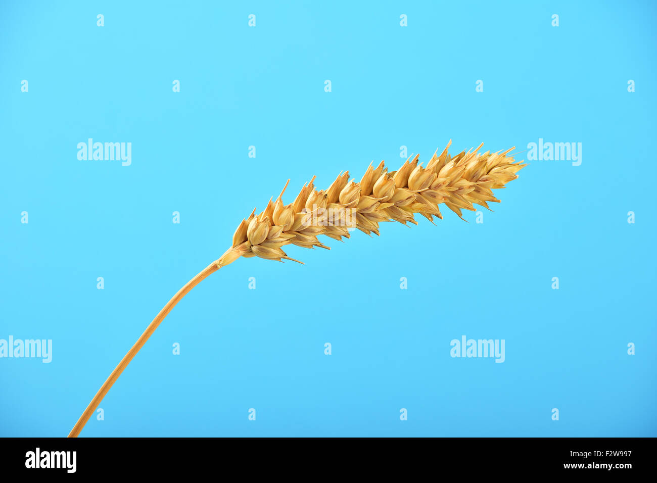 Uno trigo maduro spike oído doblando bajo el azul claro del cielo sin nubes Foto de stock