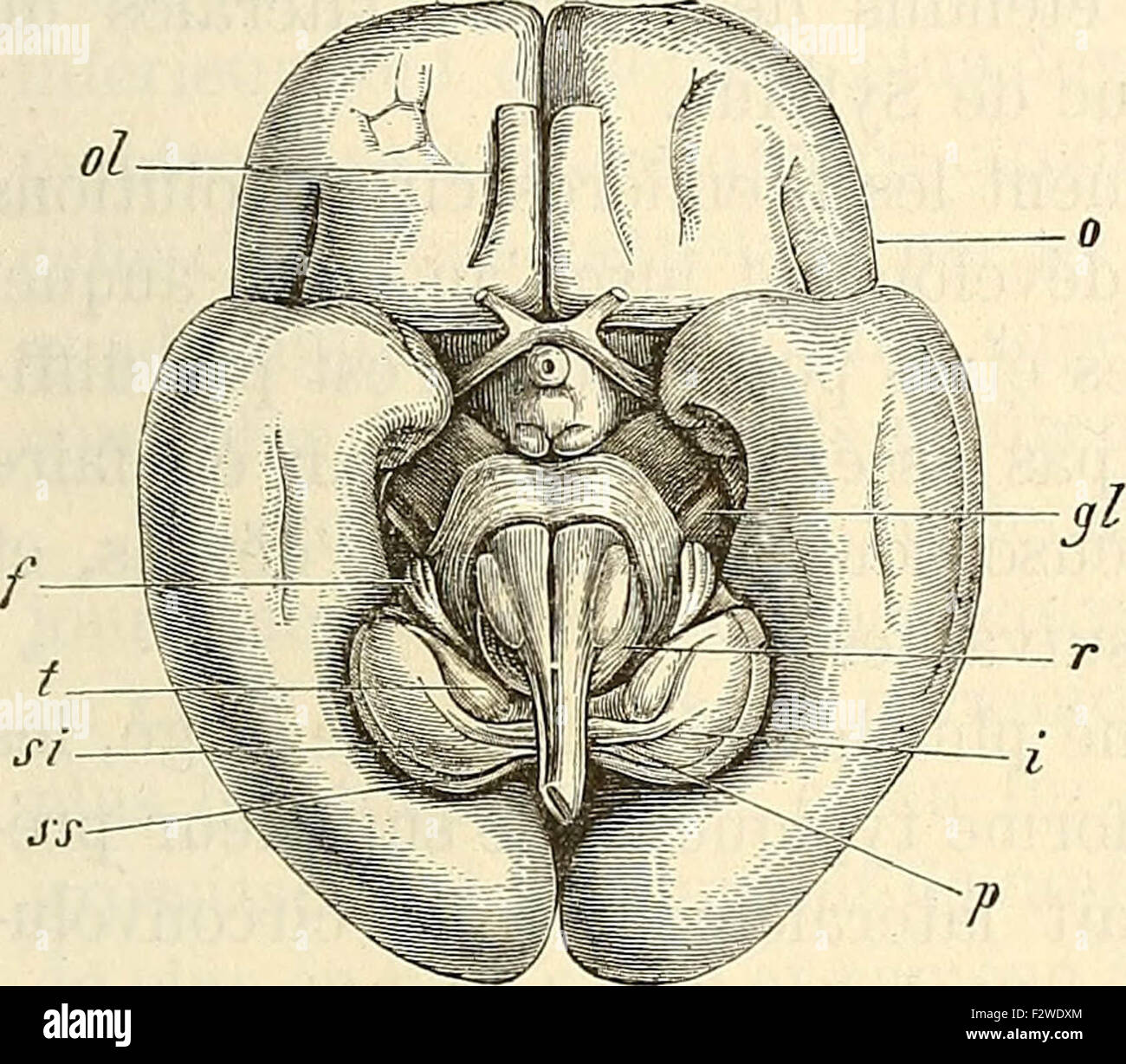 Embryologie Ou TraitÃ© Complet Du Díaz©veloppement De Lhomme Et Des Animaux SupÃ©rieurs 