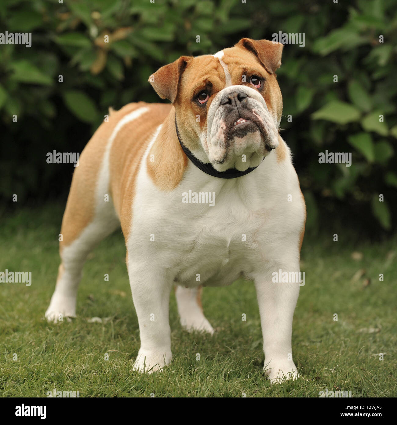 Perro churchill fotografías e imágenes de alta resolución - Alamy