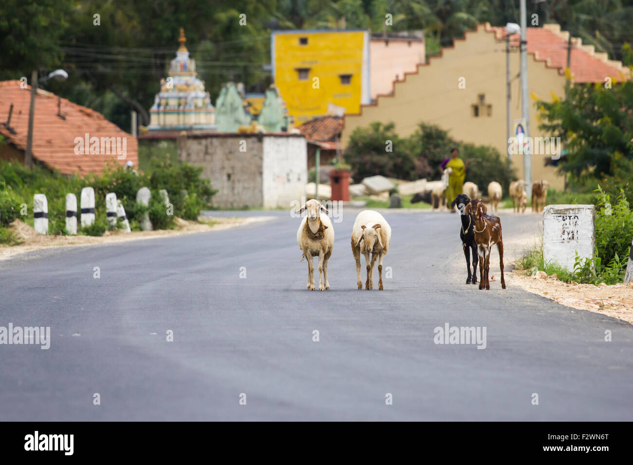 Un rebaño de cabras y ovejas intentando cruzar la calle concurrida y de pie en medio de la carretera Foto de stock