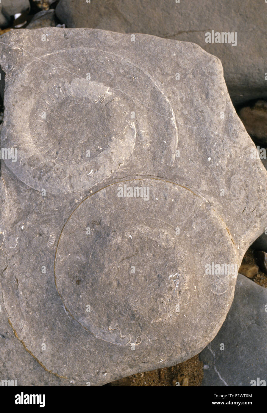 Cerca de una pequeña roca con un fósil de ammonites Foto de stock