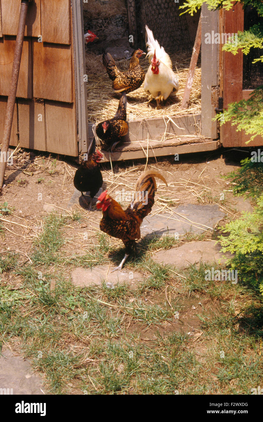Pollos fuera del gallinero de madera Foto de stock
