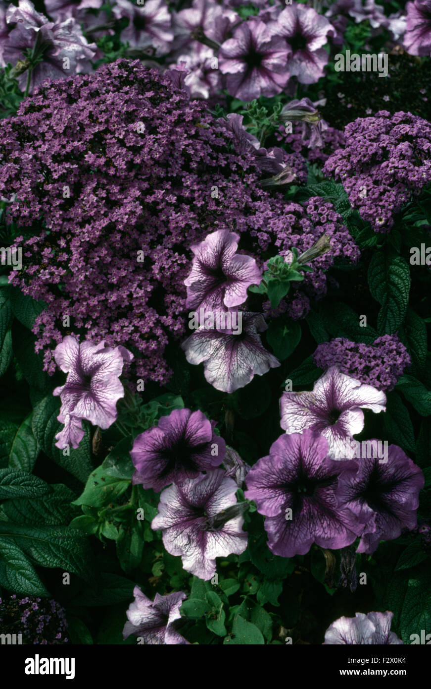Close-up de violeta y malva heliiotrope petunias Foto de stock