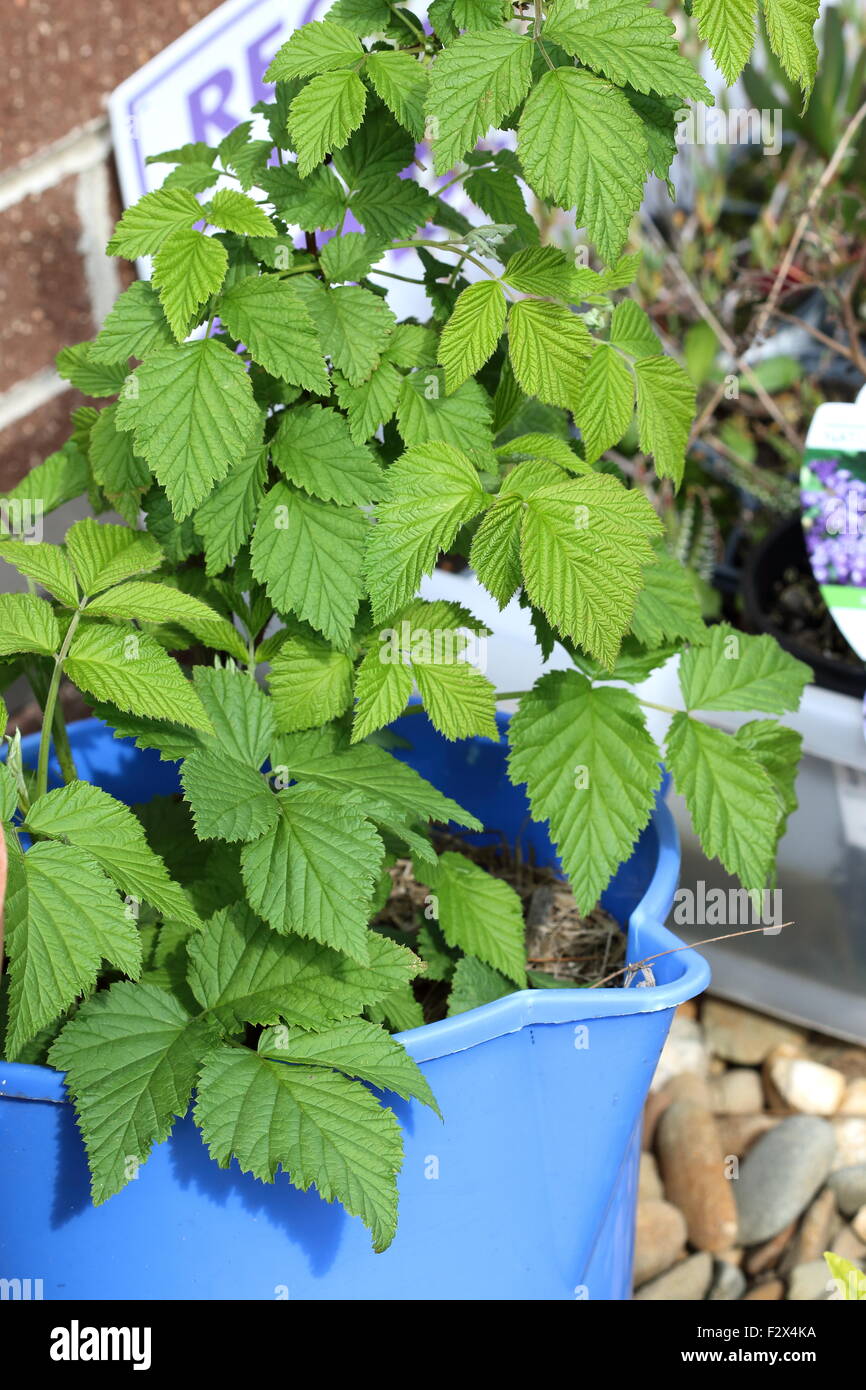 Planta de frambuesa en maceta fotografías e imágenes de alta resolución -  Alamy