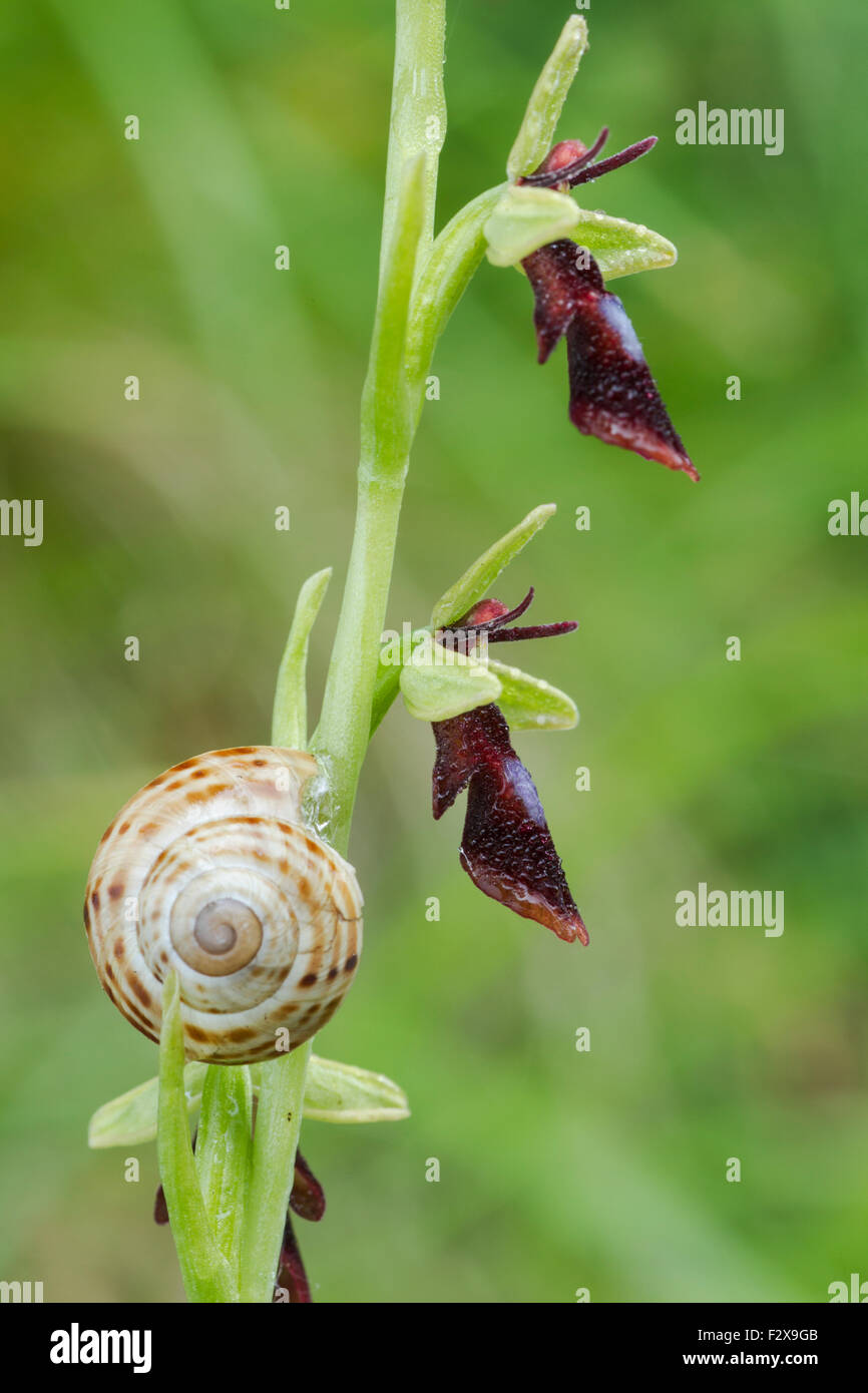 Volar, nombre latino de orquídeas Ophrys insectifera, cubierto de gotas de lluvia con un caracol subiendo su tallo Foto de stock