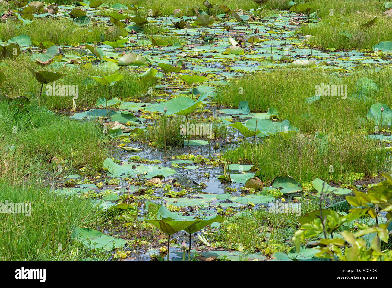 Parque Nacional Bundala, Sri Lanka Foto de stock