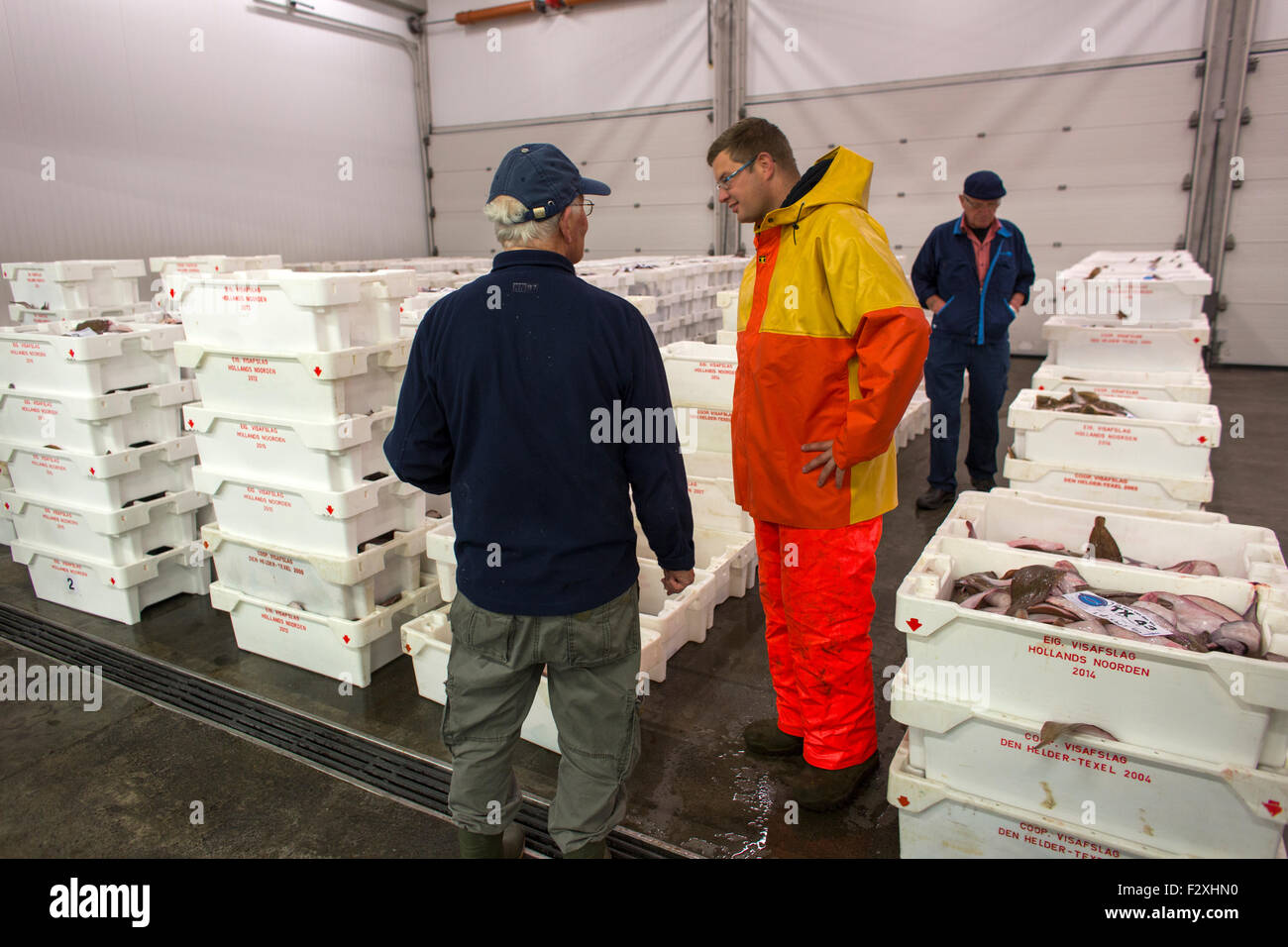 El procesamiento de pescado en la subasta de pescado neerlandés en Den Helder Foto de stock