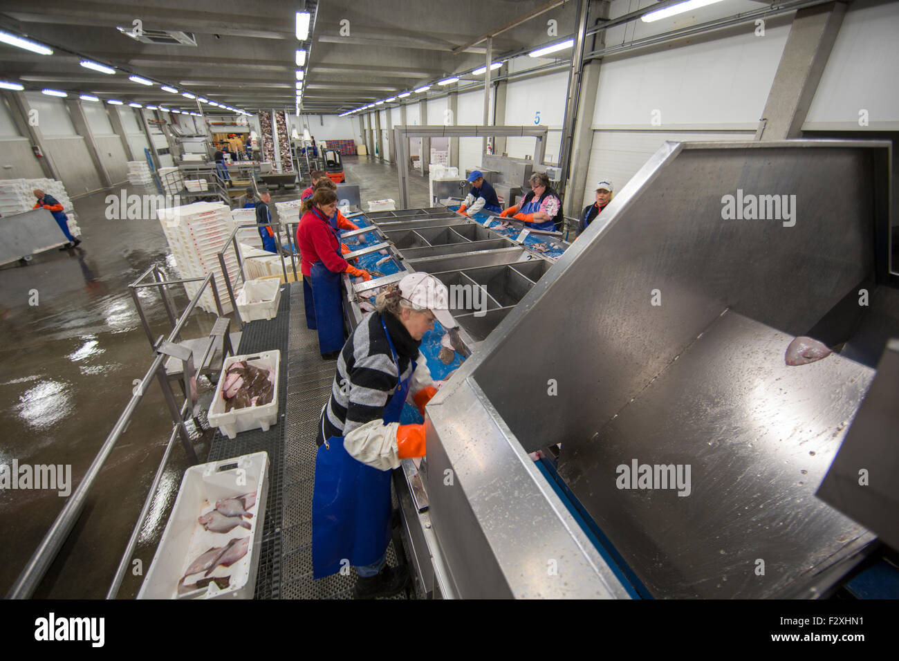 El procesamiento de pescado en la subasta de pescado neerlandés en Den Helder Foto de stock