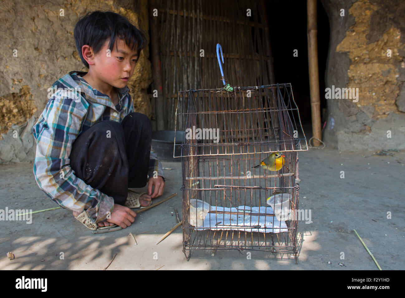 Cada casa vietnamita tiene un pájaro cantando Foto de stock