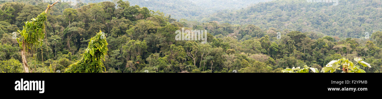 Panorama de la selva con un árbol muerto cubierto de vid en primer plano. En la Amazonia ecuatoriana. Foto de stock