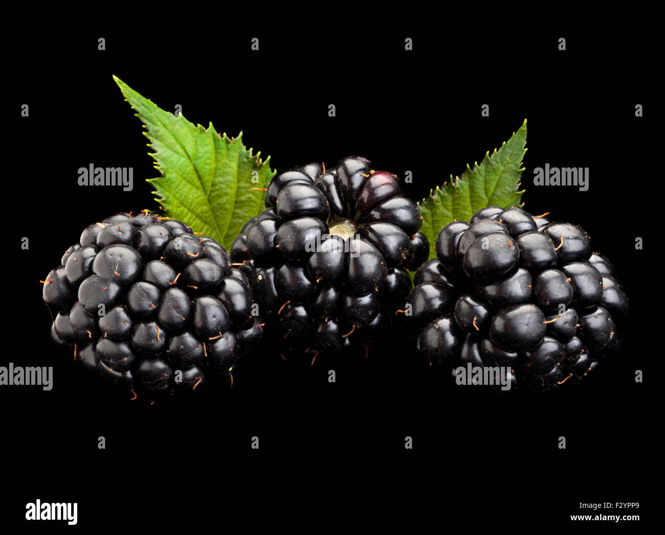 Blackberry fruto closeup aislado sobre fondo negro Foto de stock