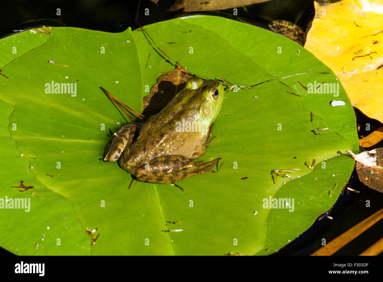Una rana sentada sobre una hoja de lirio verde Foto de stock