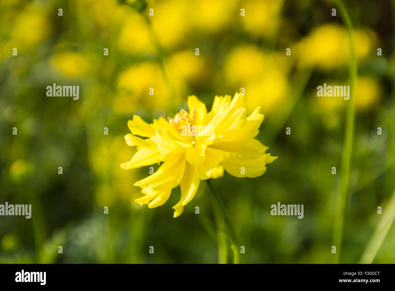 Hermosas flores de color amarillo en el jardín Foto de stock