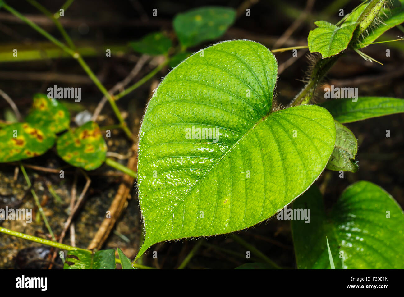 Superficie de hoja verde Foto de stock