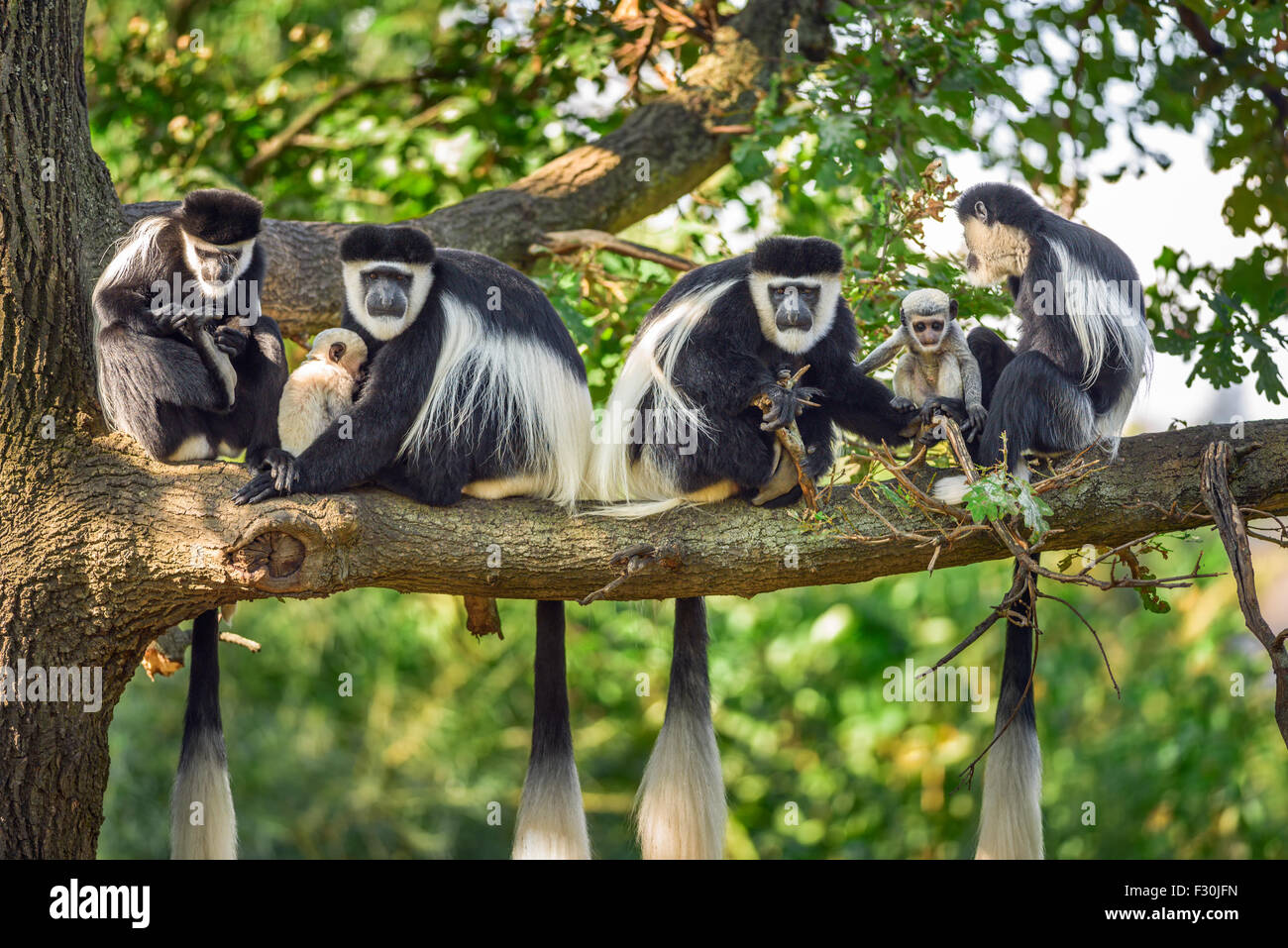 Repisa a una tropa de monos Colobus guereza guereza () con dos neonatos Foto de stock