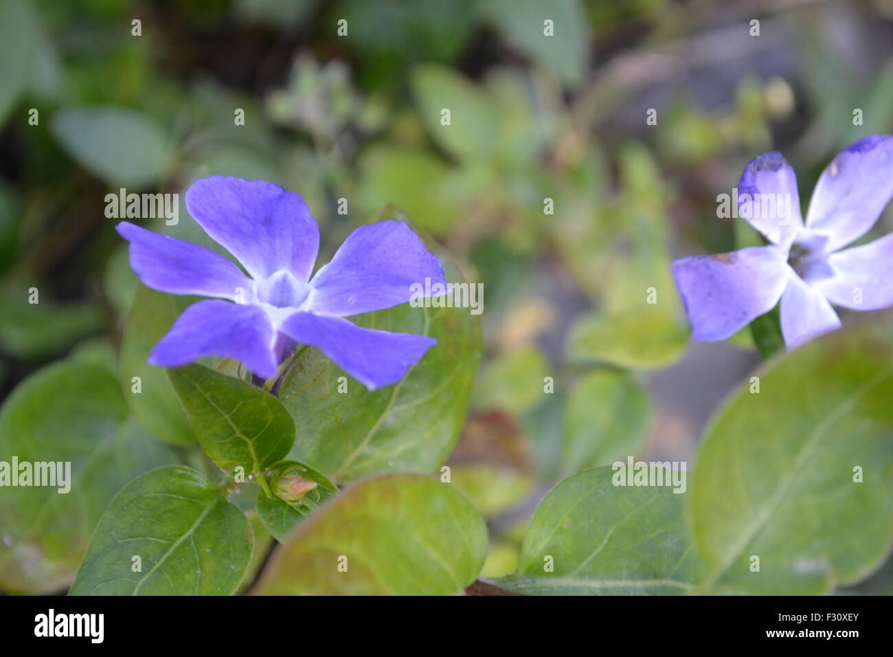 Flor azul entre las hojas. Foto de stock