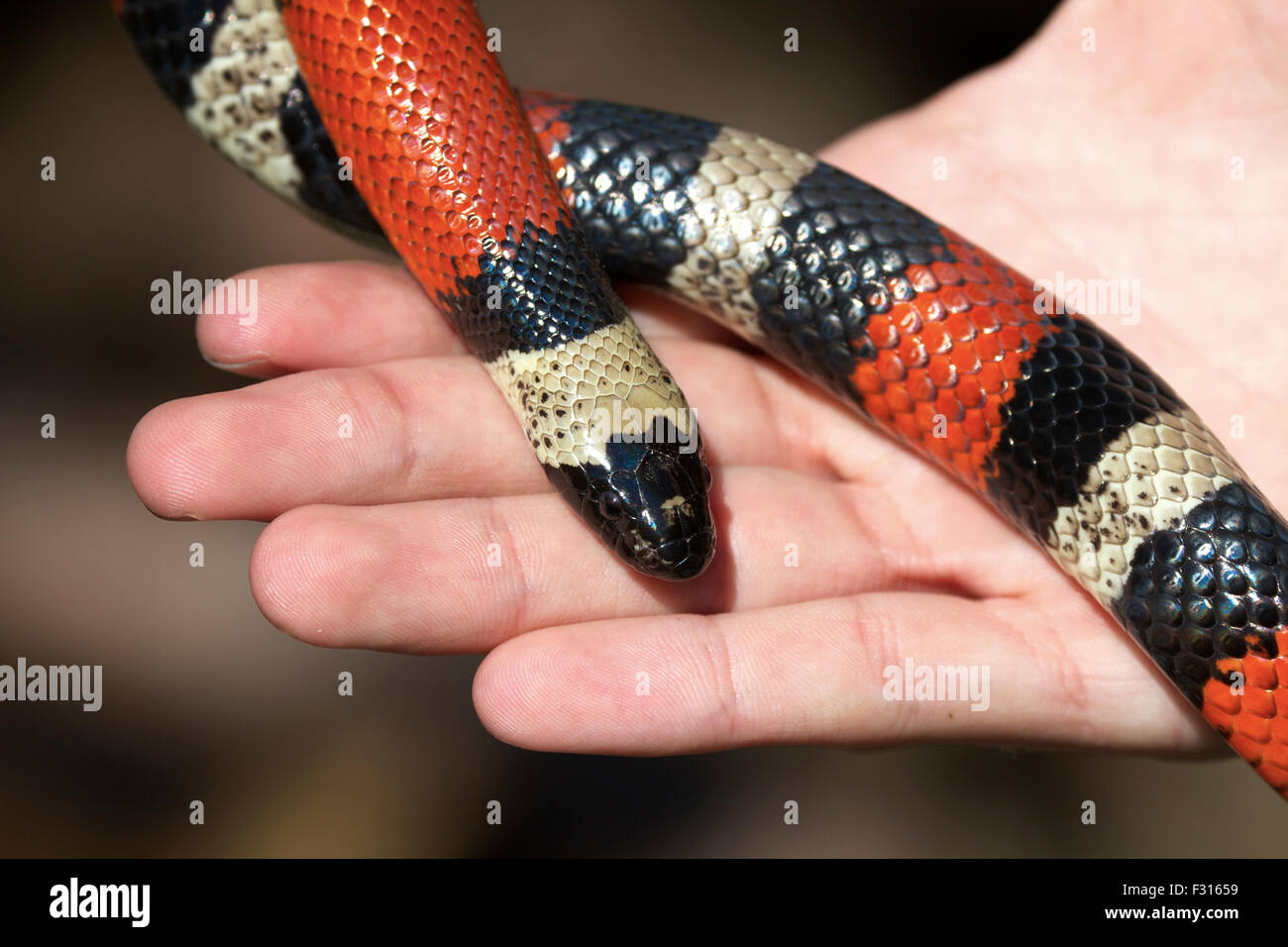 Serpiente mascota en mano infantil. REINO UNIDO Foto de stock