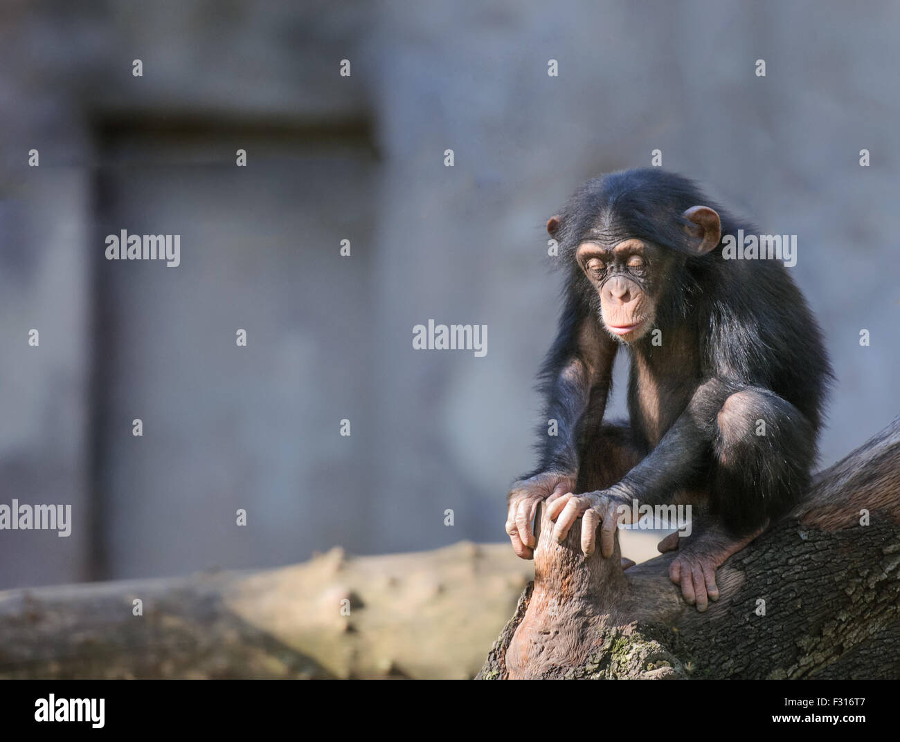 Poco chimpancé sentado con sus ojos cerrados como en pensamientos profundos o meditación Foto de stock