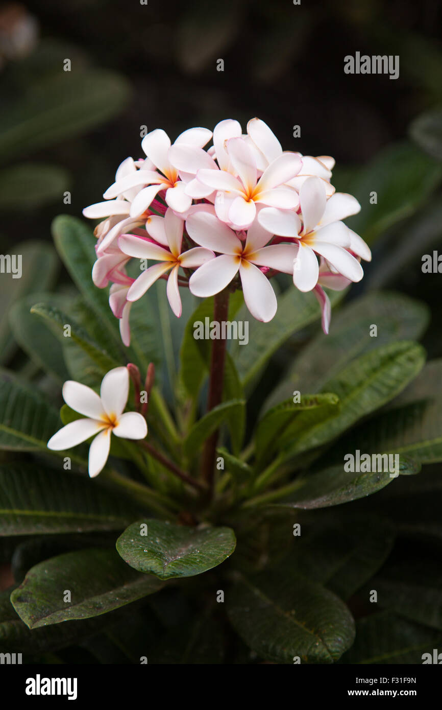 Flores hawaianas con fondo borroso Foto de stock
