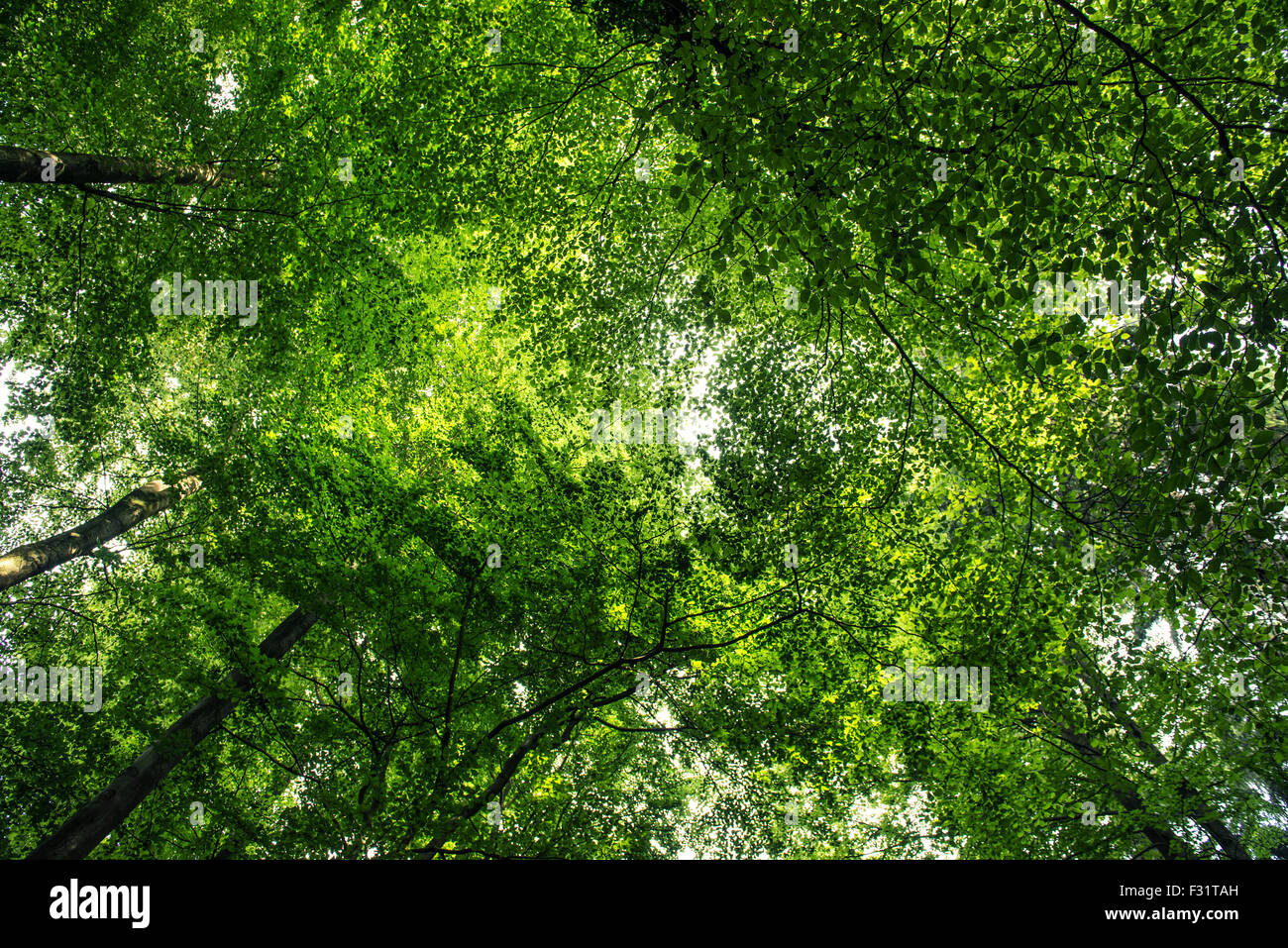 Árboles verdes contra el fondo del cielo brillante Foto de stock