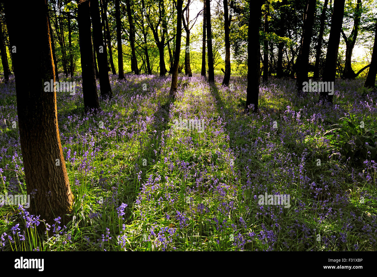 BLUEBELL Woods a comienzos del verano, en Hertfordshire, Inglaterra Foto de stock
