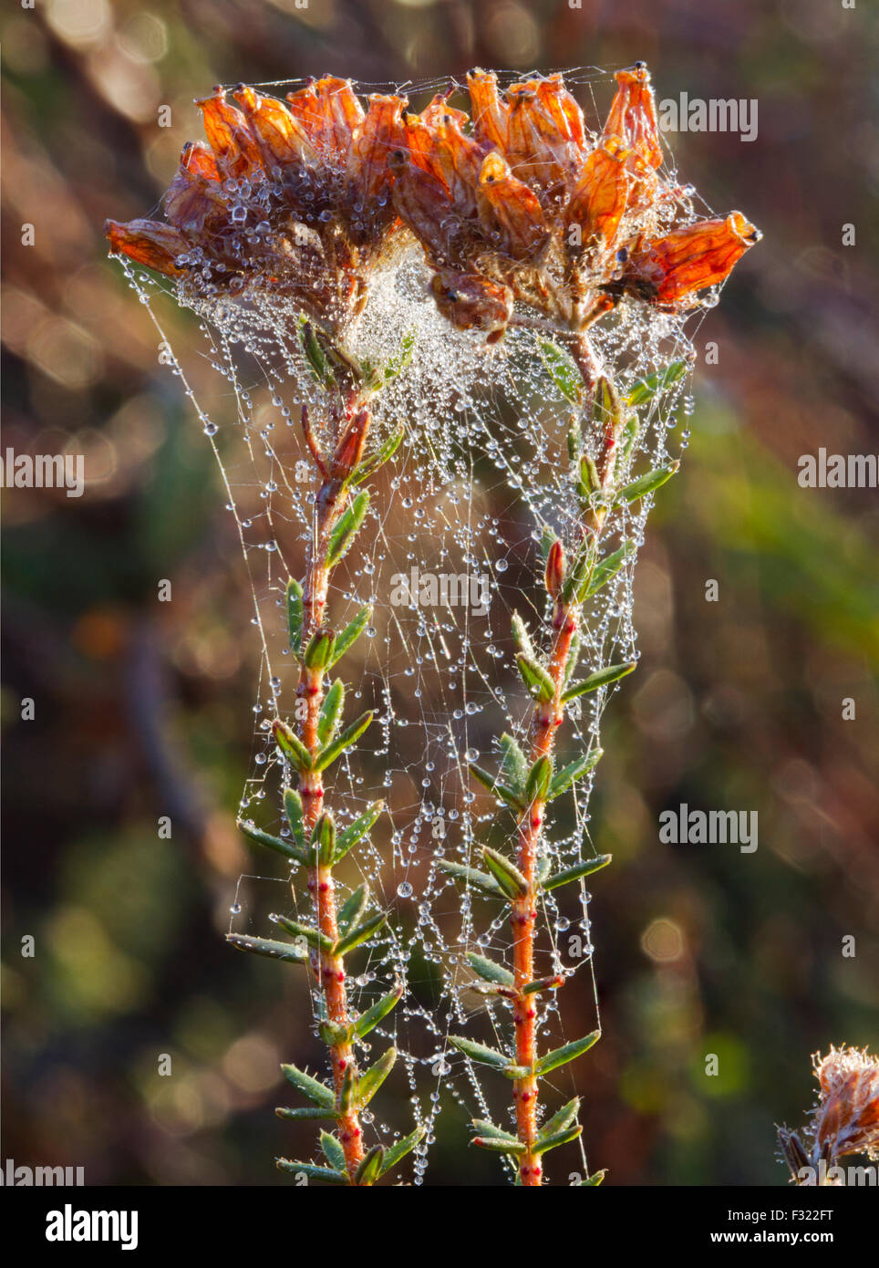 Erica tetralix (cross-hojas heath) cubiertas con telas de araña y gotas de rocío Foto de stock