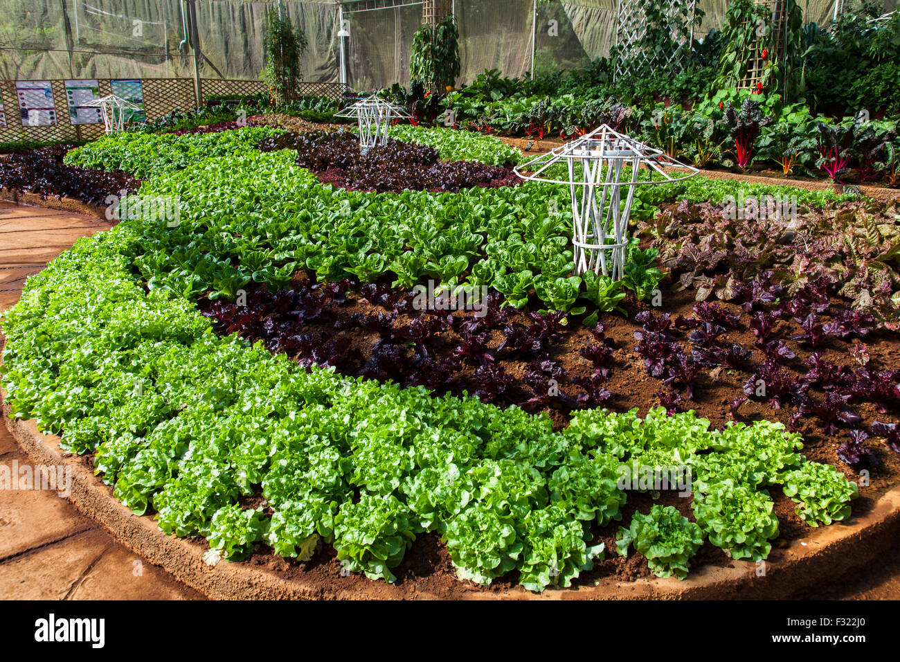 Hoja de Roble la lechuga y otras hortalizas de jardín Foto de stock