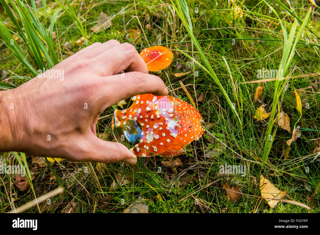 Boy Hand examinar un toadstool en terrenos con la lupa, la madera, el bosque en otoño, setas venenosas amanita, cierre, macro Foto de stock
