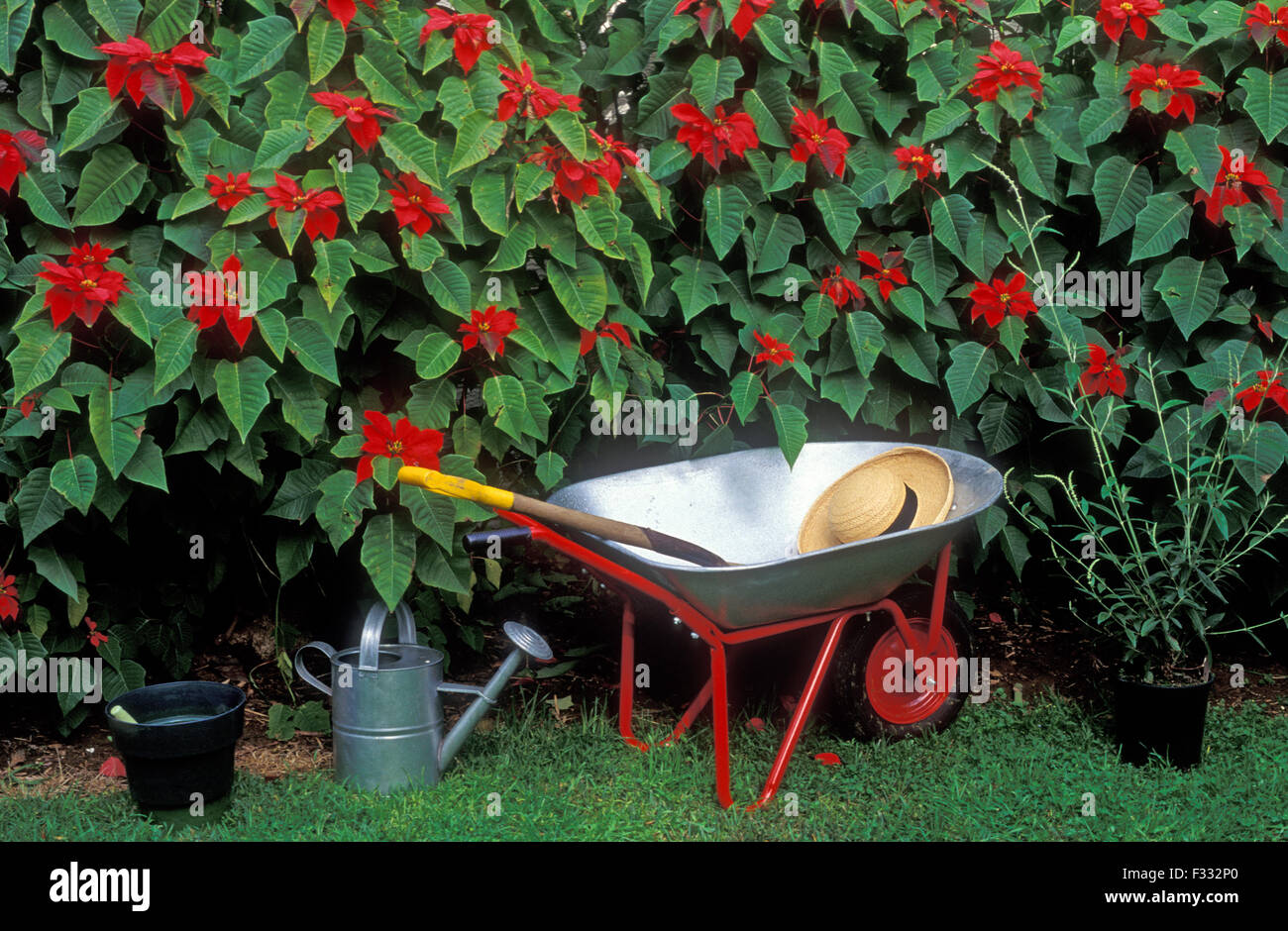 ESCENA DEL JARDÍN CON ARBUSTOS DE POINSETTIA ROJA, CARRETILLA, REGADERA Y OTRAS HERRAMIENTAS DE JARDINERÍA. Foto de stock