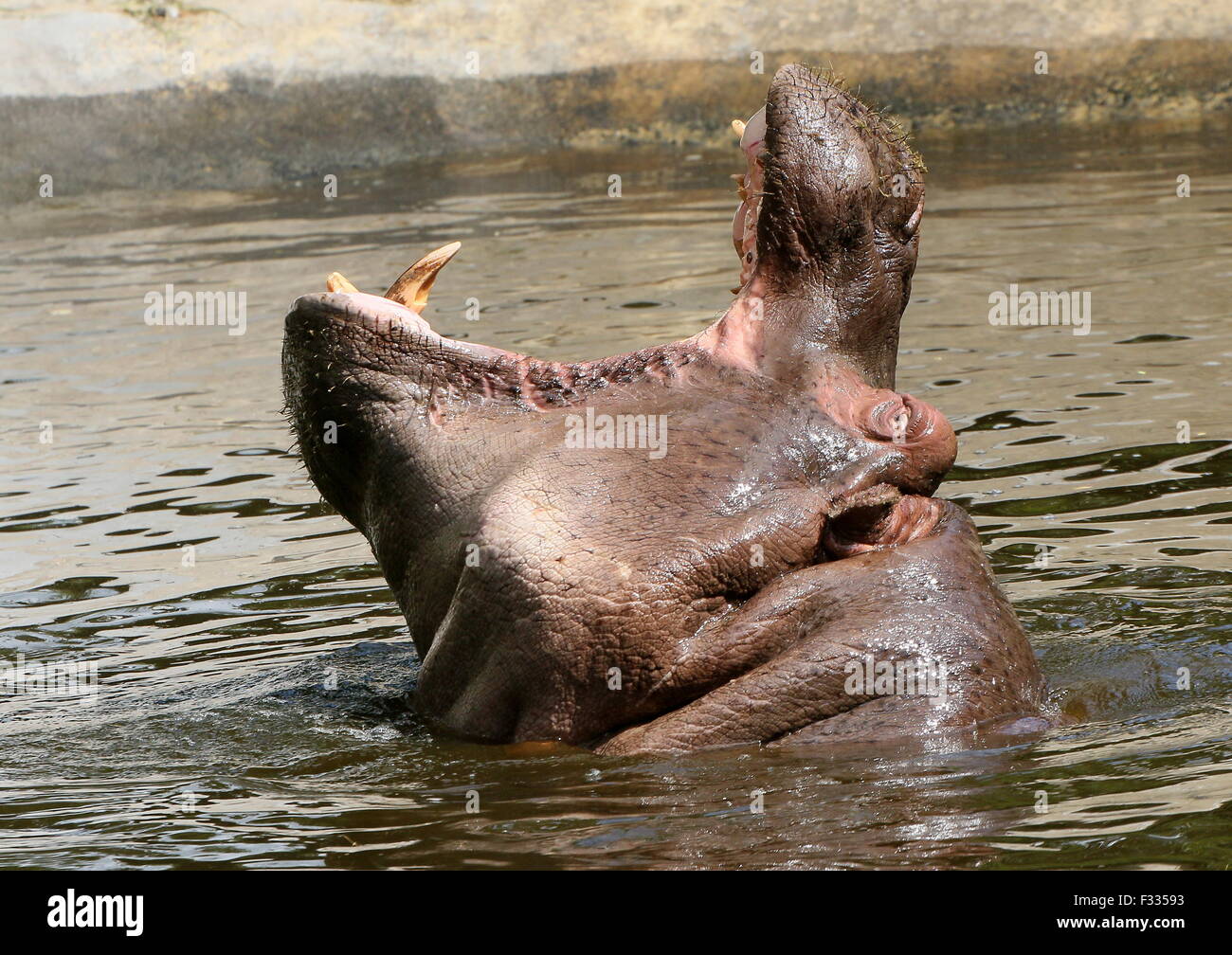 Hippo africanos (Hippopotamus amphibius) en primer plano, la cría de cabeza alto fuera del agua Foto de stock
