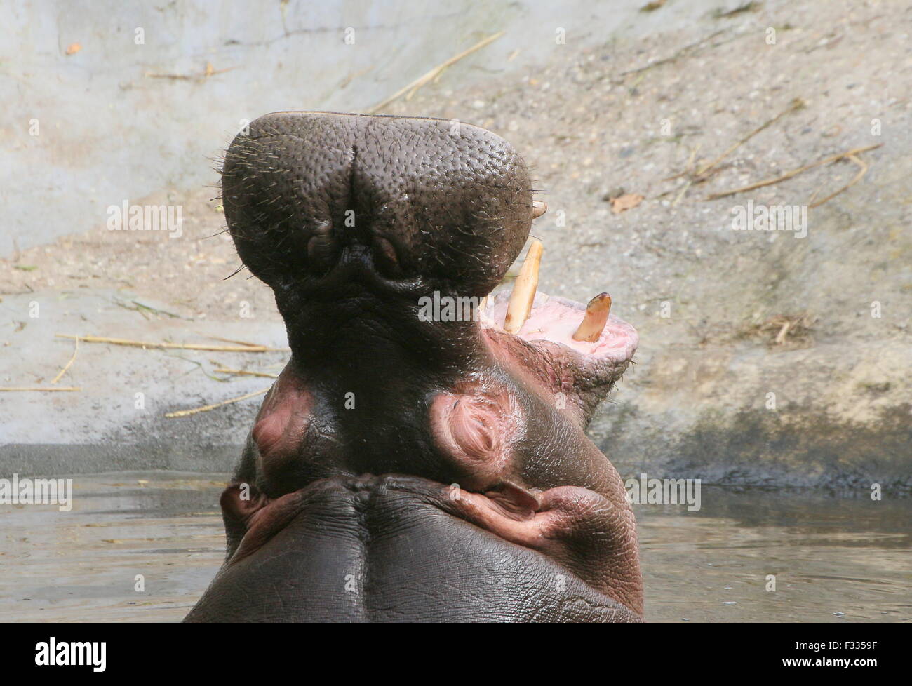 Hippo africanos (Hippopotamus amphibius) en primer plano, la cría de cabeza alto fuera del agua Foto de stock