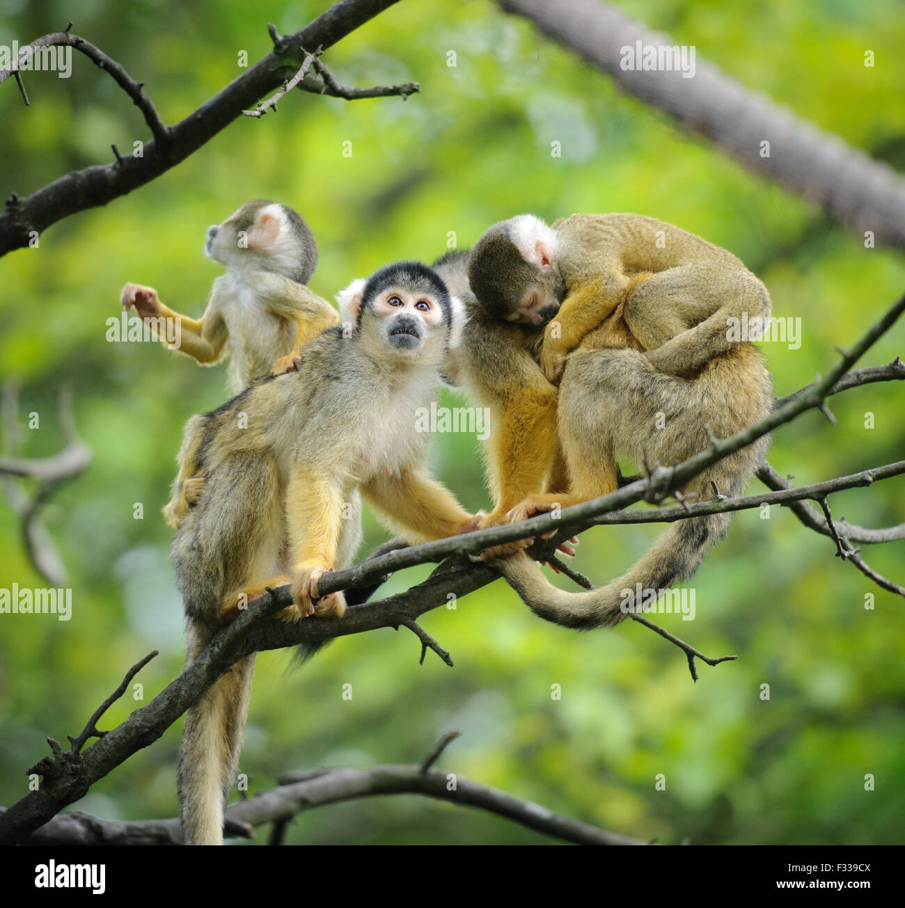 Black-capped monos ardilla, sentado en la rama de árbol con sus bebés cute little Foto de stock