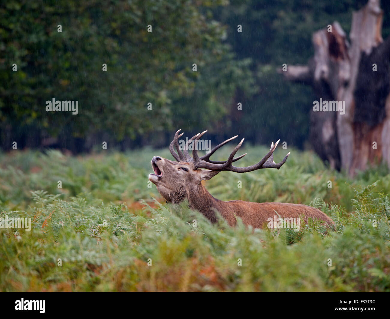 Ciervo rojo (Cervus elaphus) Stag mugidos durante el badén, Richmond Park Londres Septiembre Foto de stock