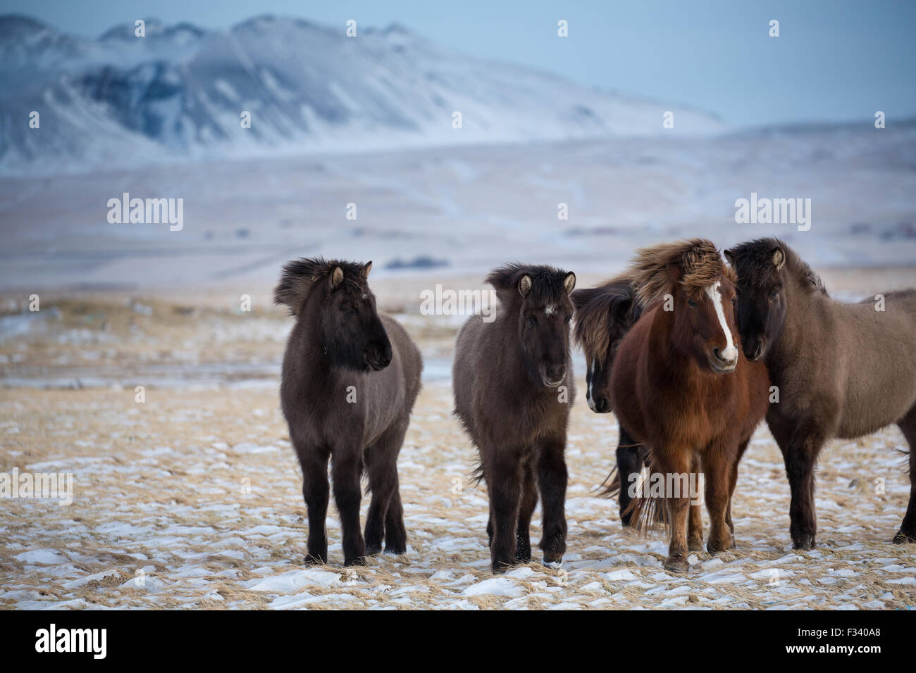 Caballos islandia fotografías e imágenes de alta resolución Alamy