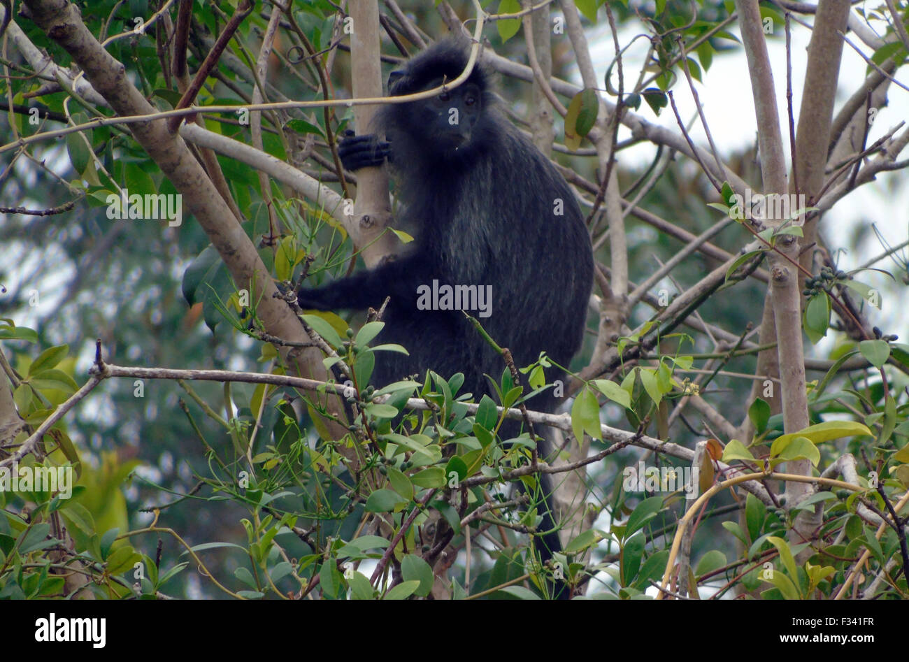 Bintan, Islas Riau, Indonesia. 29 Sep, 2015. BINTAN, Indonesia - 29 de  septiembre: El plateado lutung (Trachypithecus cristatus), también conocido  como la hoja de plata mono es un mono del Viejo Mundo