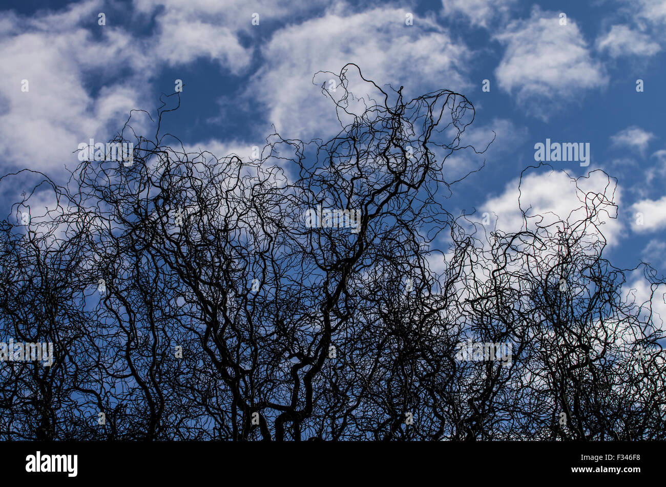 Cielo azul y abultadas nubes detrás de las siluetas de los árboles Foto de stock