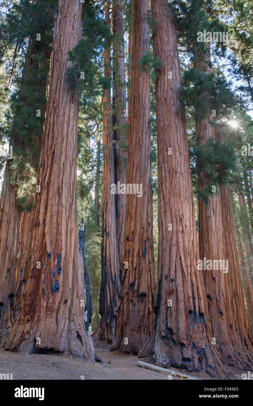 El Grupo Senatorial de secoyas gigantes en el Congreso Trail en Sequoia National Park, California, EE.UU. Foto de stock