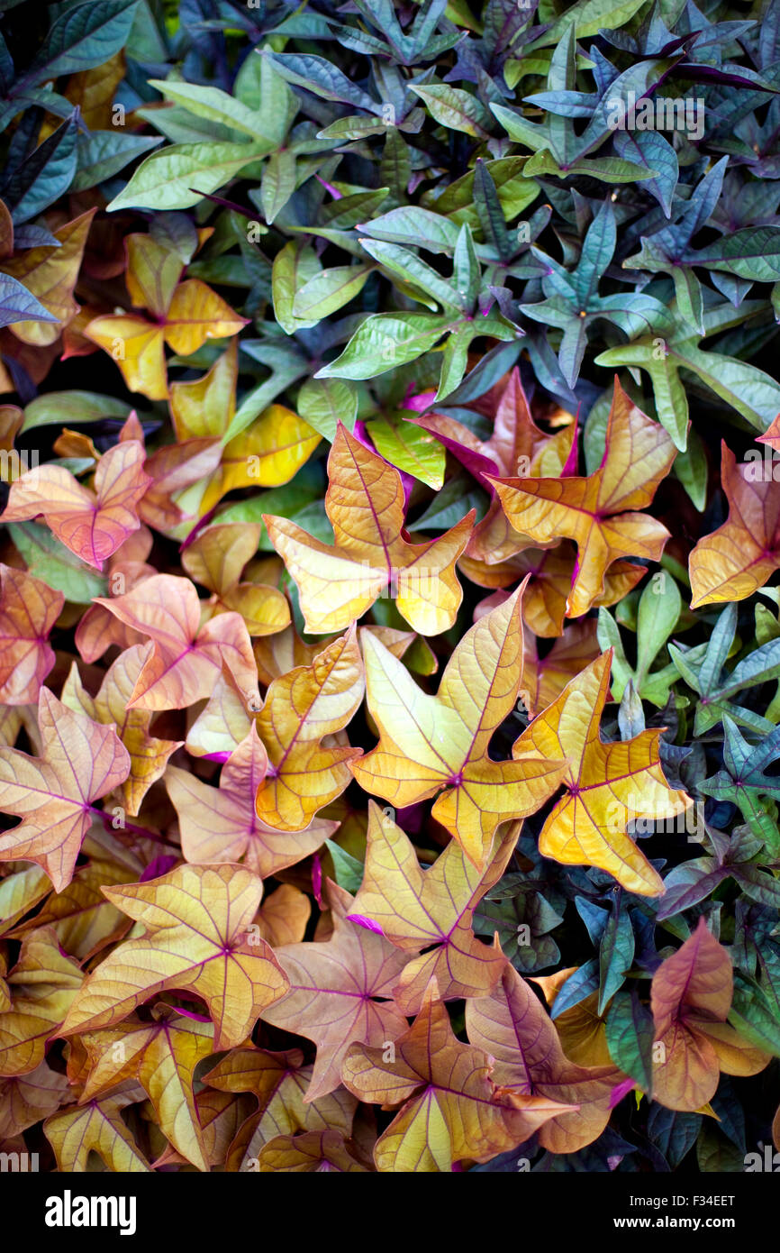 Varias coloridas hojas sobre un fondo natural Foto de stock