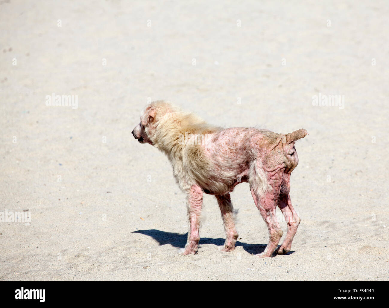 Un perro con un severo caso de sarna, una enfermedad de la piel causada por ácaros parásitos. Foto de stock